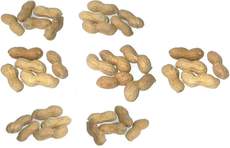 Erdnüsse-7x5.jpg